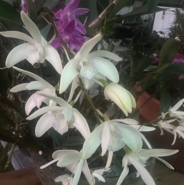 Orchid-Dendrobium-Kingianum-Garden-View-Nursery