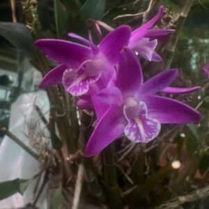 Orchid-Dendrobium-Kingianum-Garden-View-Nursery