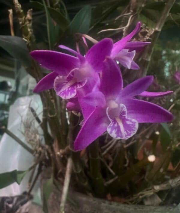 Orchid-Dendrobium-Kingianum-Garden-View-Nursery