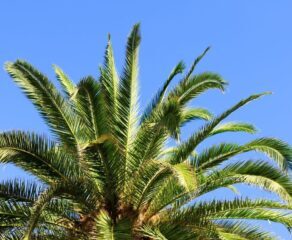 Palm Trees Garden View Nursery Palm Trees Garden View Nursery e1766756223960 - Garden View Nursery