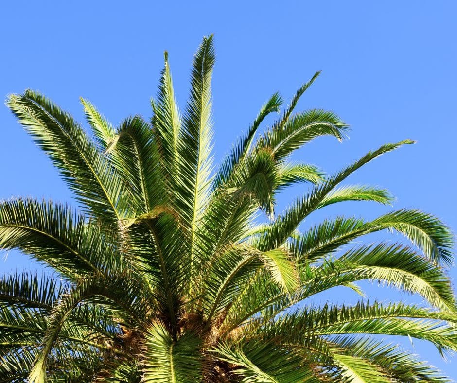 Palm Trees Garden View Nursery - Garden View Nursery