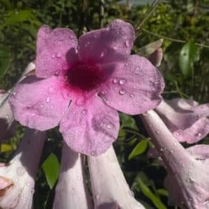 Pandorea-Jasminoides-Bower-of-Beauty-Garden-View-Nursery