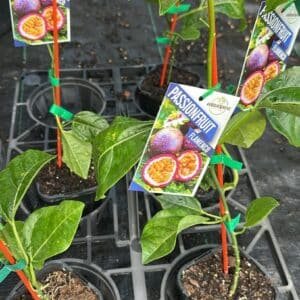 Passionfruit-Flamenco-Grafted-Garden-View-Nursery