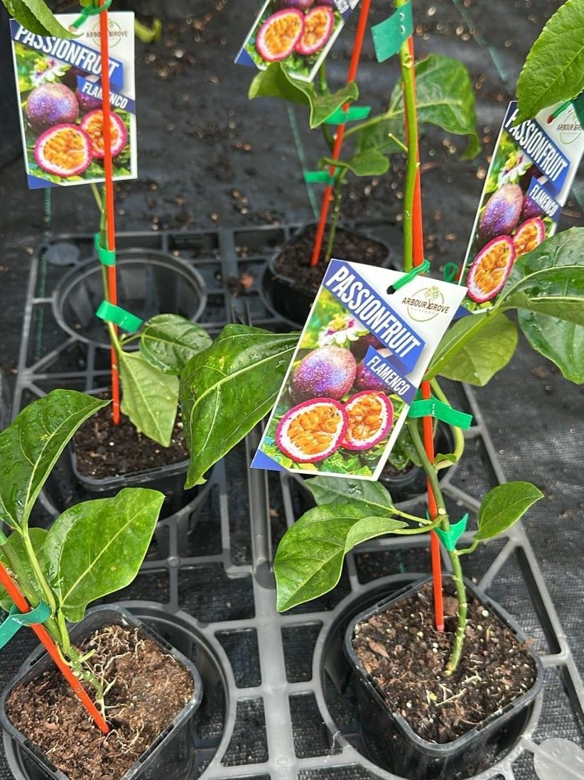 Passionfruit-Flamenco-Grafted-Garden-View-Nursery