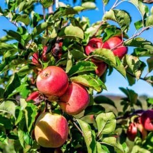 Pink-Lady-Apple-Garden-View-Nursery