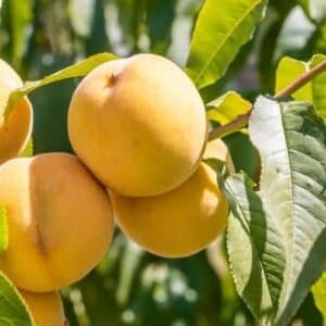 Prunus Persica 'Golden Queen'