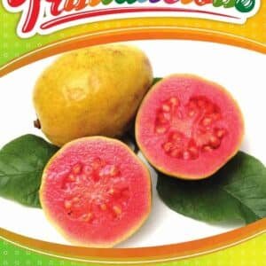 Psidium-Guajava-Hawaiian-Guava-Garden-View-Nursery