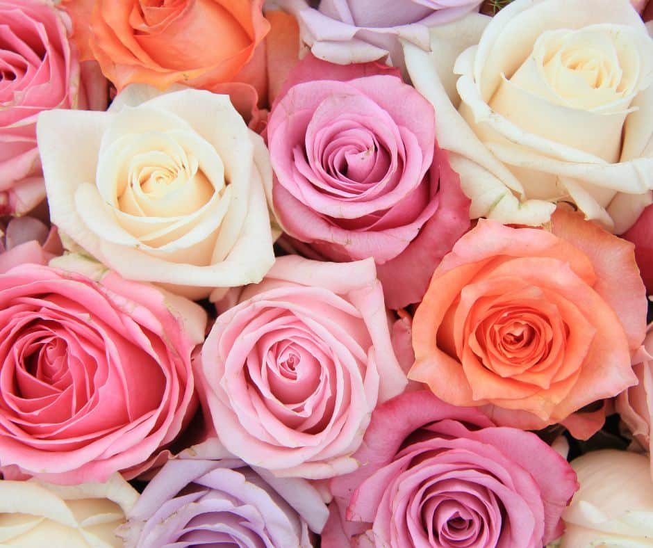 Roses Garden View Nursery - Garden View Nursery