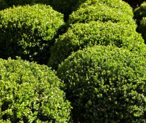 Shrubs Garden View Nursery Shrubs Garden View Nursery