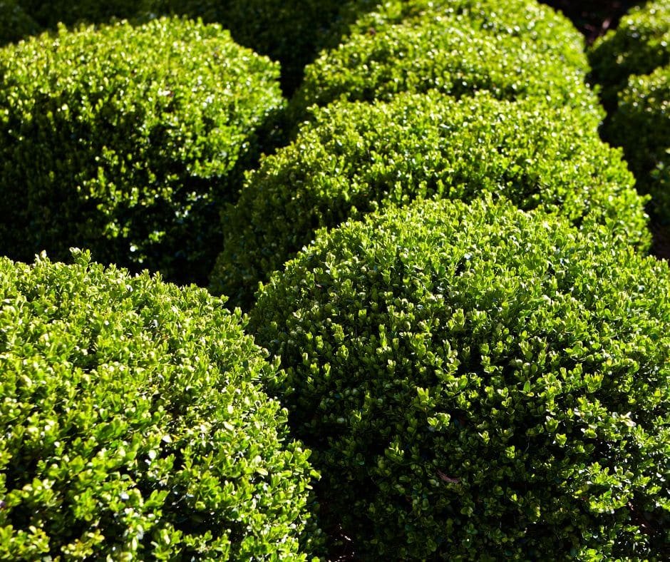 Shrubs Garden View Nursery - Garden View Nursery