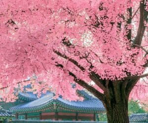 Trees-Garden-View-Nursery
