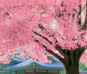 Trees Garden View Nursery Trees-Garden-View-Nursery