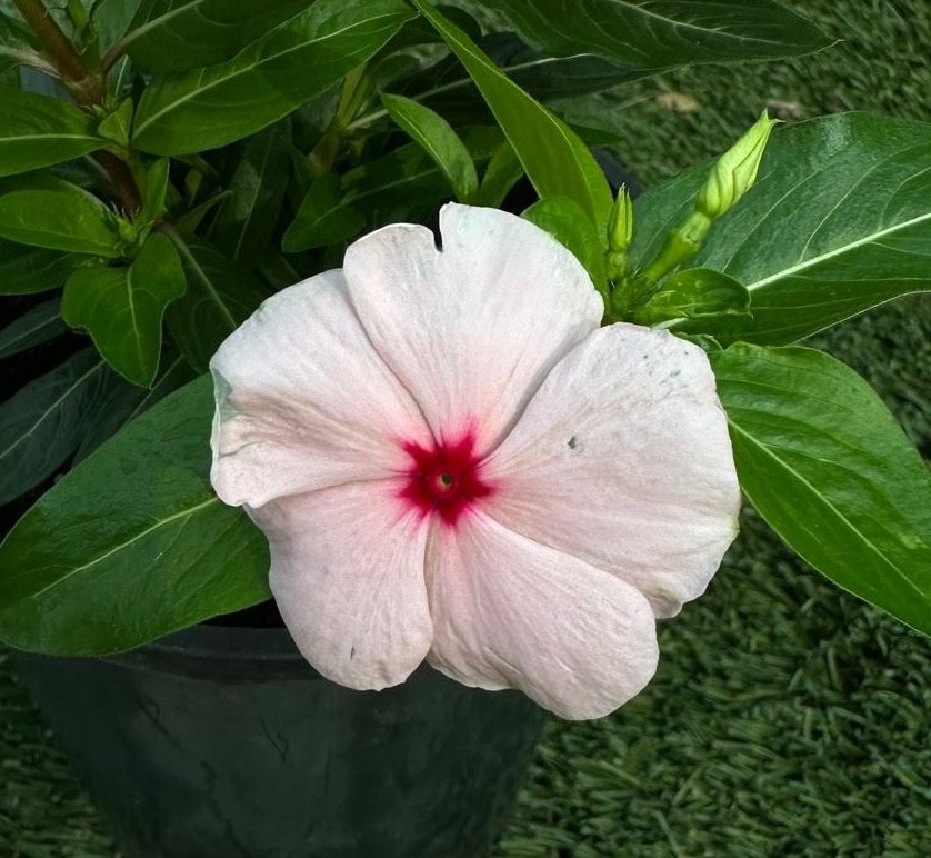 Vinca-Garden-View-Nursery