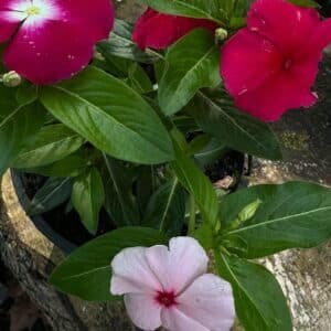 Vinca-Garden-View-Nursery