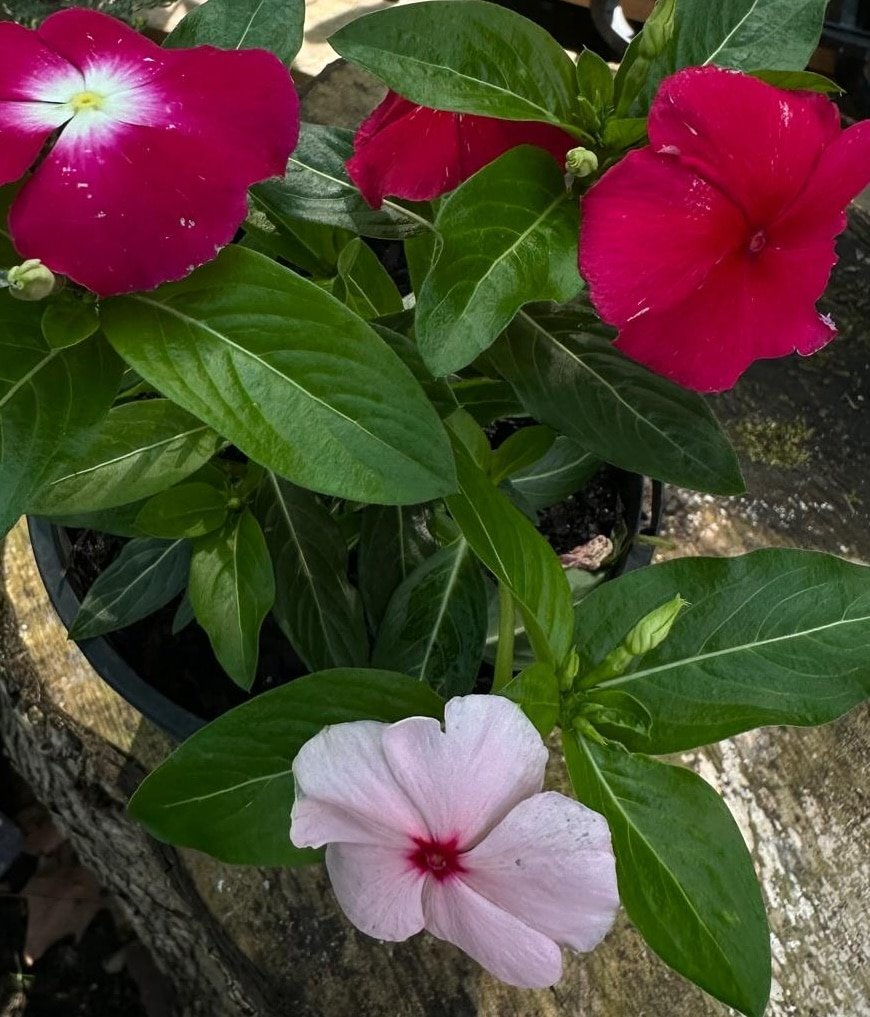 Vinca-Garden-View-Nursery