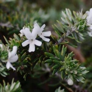 Westringia_fruticosa_Bulli_Coastal_Creeper-Garden-View-Nursery