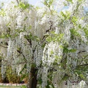 Wisteria-Floribunda-Japanese-White-Garden-View-Nursery