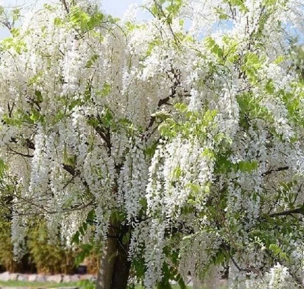Wisteria-Floribunda-Japanese-White-Garden-View-Nursery