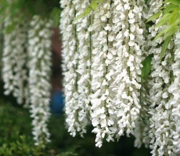 Wisteria-Floribunda-Japanese-White-Garden-View-Nursery
