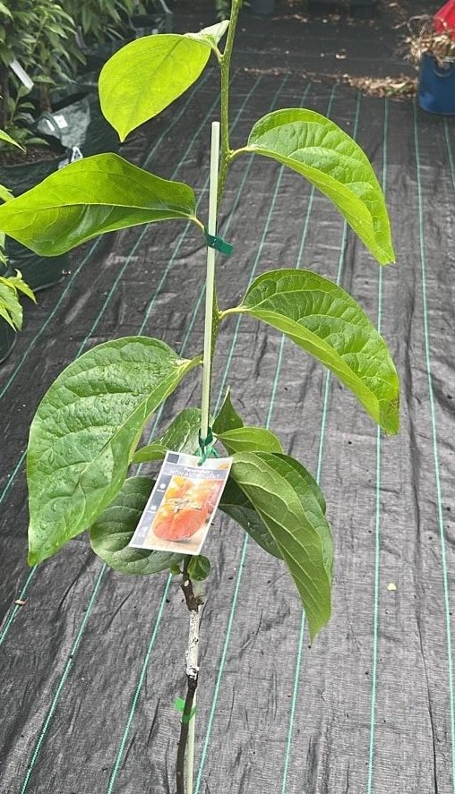 persimmon-jiro-Garden-View-Nursery