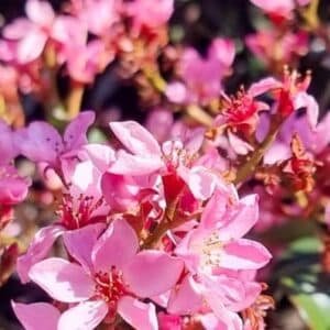 rhaphiolepis-indica- rajah garden view nursery