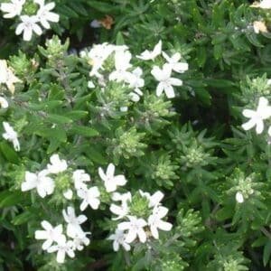 westringia-fruticosa Garden View Nursery