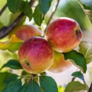 Apple-Crimson-Crisp-Garden-View-Nursery