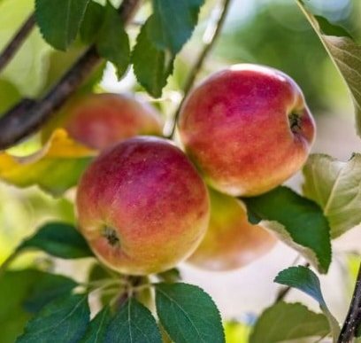 Apple-Crimson-Crisp-Garden-View-Nursery