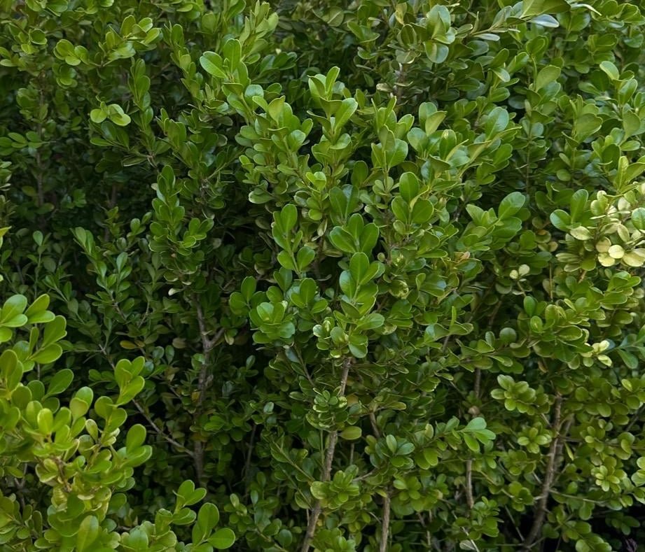 Buxus Microphylla 'Japonica' - Image 2