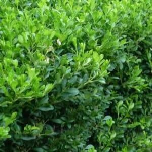 Buxus-Microphylla-Japonica-Garden-View-Nursery
