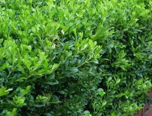 Buxus-Microphylla-Japonica-Garden-View-Nursery