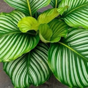 Calathea-Orbifolia-Round-Leaf-Calathea-Garden-View-Nursery
