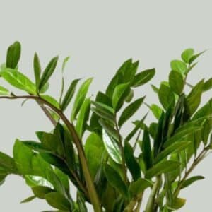 Dwarf-Zanzibar-Gem-Garden-View-Nursery