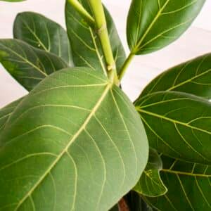 Ficus-Benghalensis-Audrey-Garden-View-Nursery