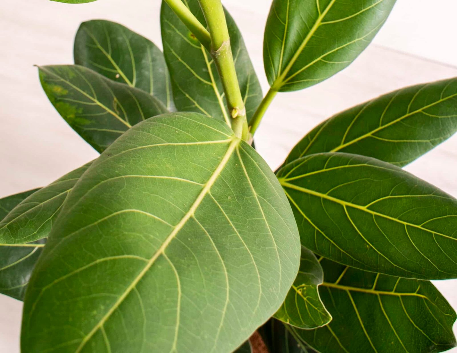 Ficus-Benghalensis-Audrey-Garden-View-Nursery