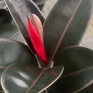Ficus-Elastica-Burgundy-Garden-View-Nursery