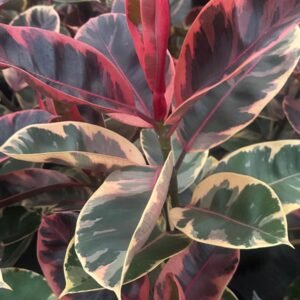 Ficus-Elastica-Ruby-Garden-View-Nursery