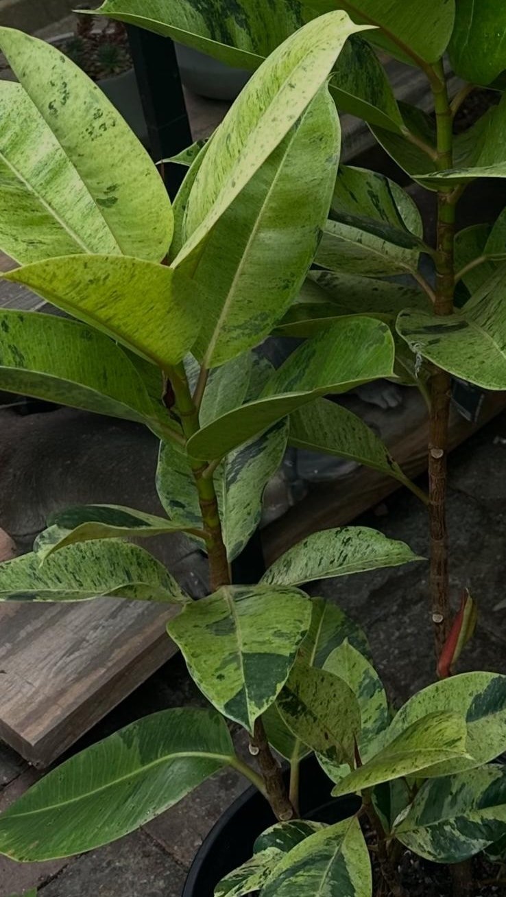 Ficus-Elastica-Shivereana-Garden-View-Nursery