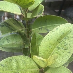 Ficus-Elastica-Shivereana-Garden-View-Nursery