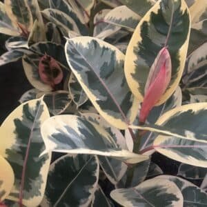 Ficus-Elastica-Tineke-Garden-View-Nursery