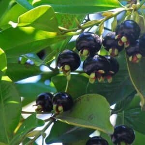 GRUMICHAMA-BRAZILIAN-CHERRY-Garden-View-Nursery