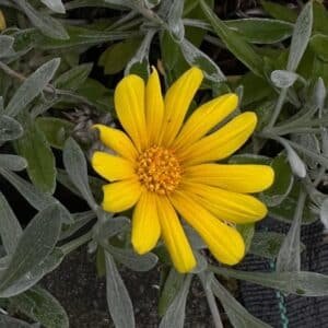 Gazania-Gold-Treasure-Flower-Garden-View-Nursery