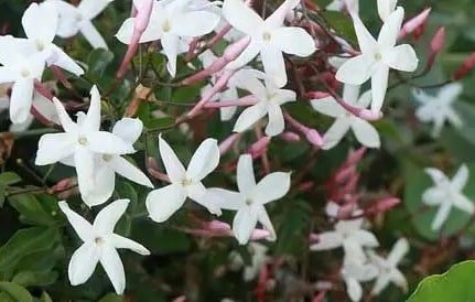 Jasmine-Polyanthum-Garden-View-Nursery