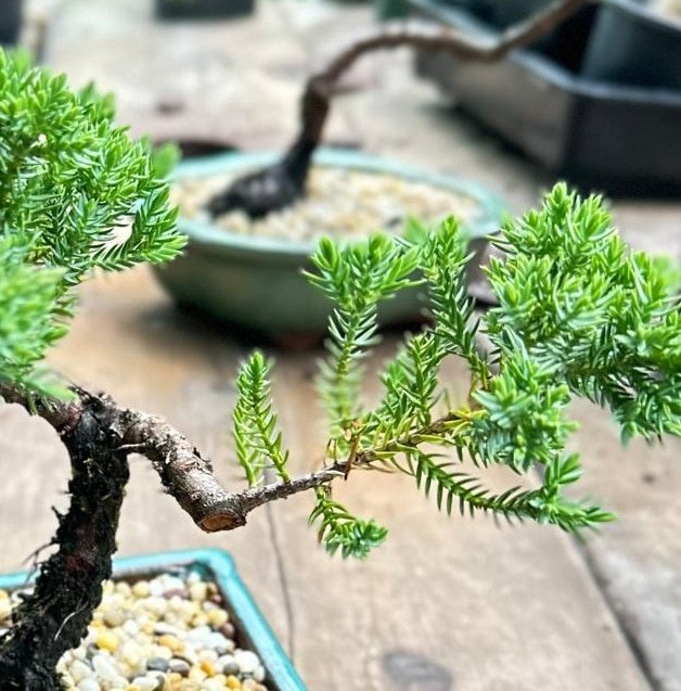 Juniperus Squamata (Prostrata) Garden View Nursery