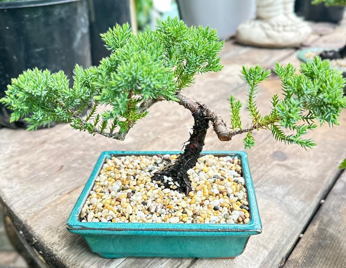 Juniperus Squamata (Prostrata) Garden View Nursery