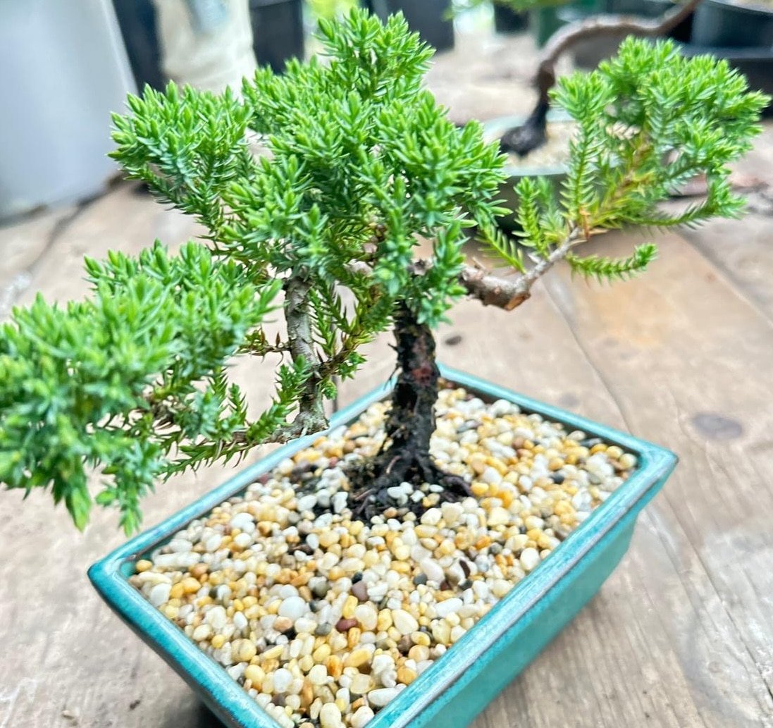 Juniperus Squamata (Prostrata) Garden View Nursery