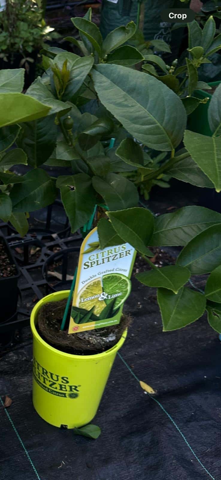 Lemon-and-Lime-Citrus-Splitzer-Garden-View-Nursery