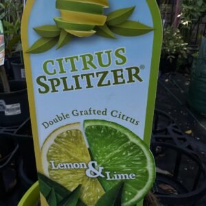Lemon-and-Lime-Citrus-Splitzer-Garden-View-Nursery