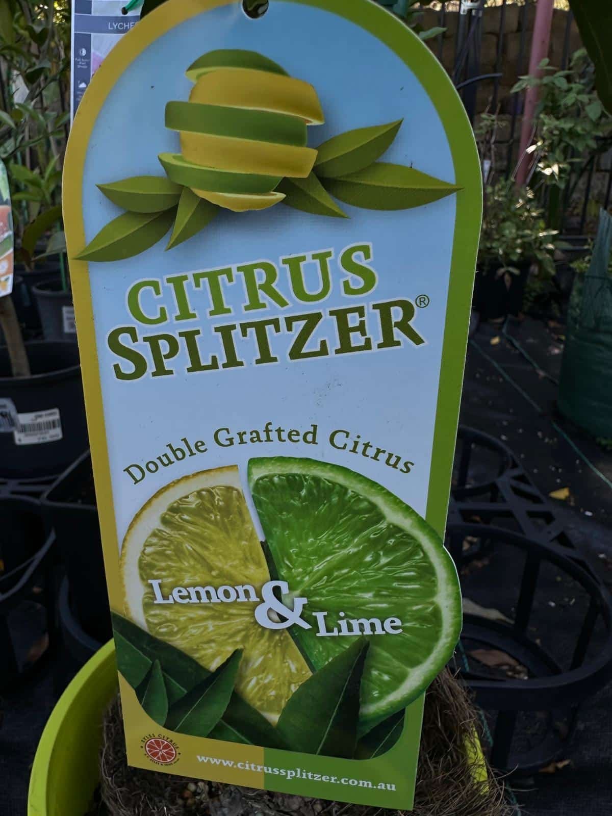 Lemon-and-Lime-Citrus-Splitzer-Garden-View-Nursery