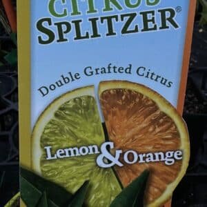 Lemon-and-Orange-Citrus-Splitzer-Garden-View-Nursery